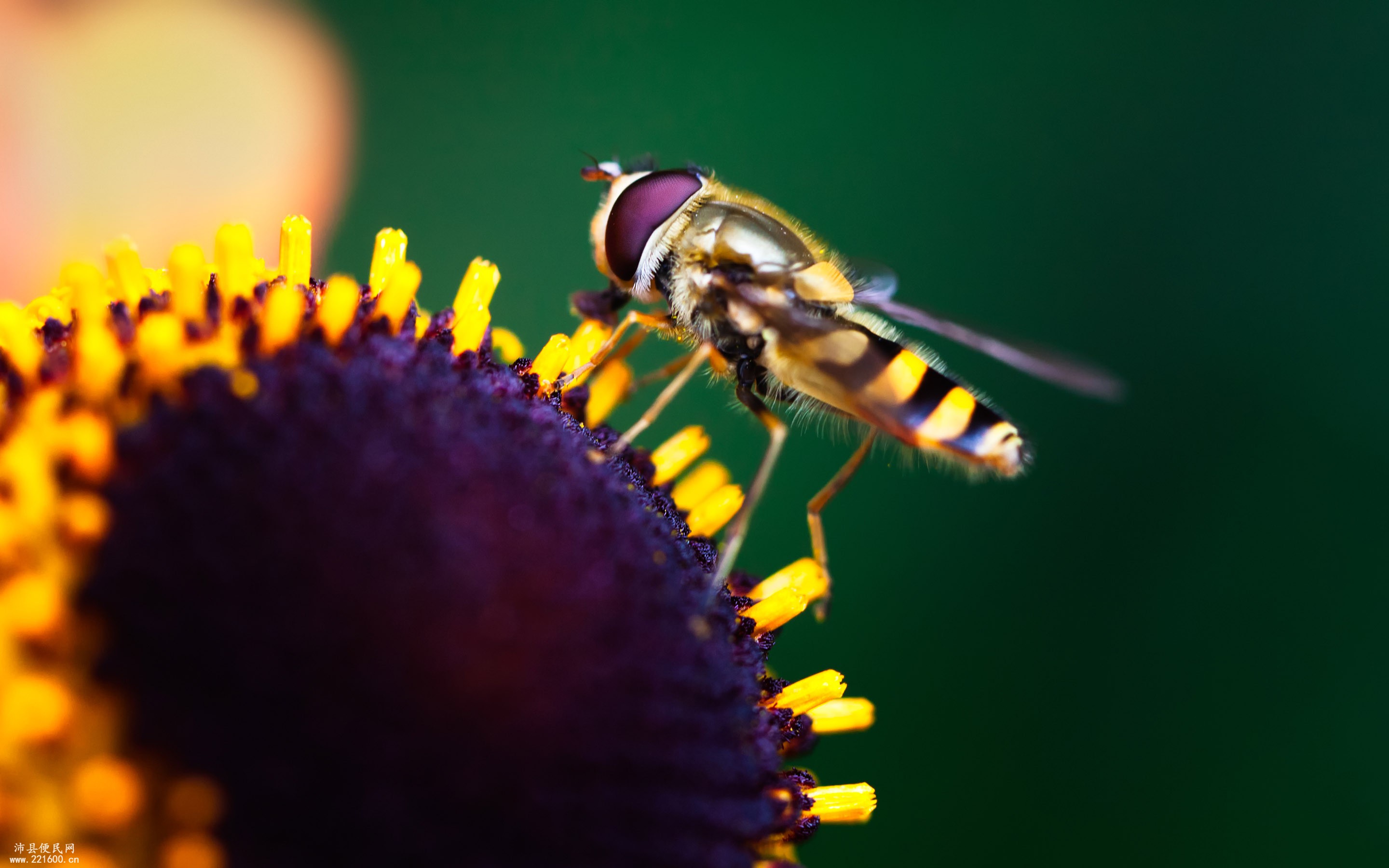 Ŷݼ׻֪ʶֻԤ֮¾(ҶԺ)